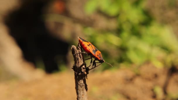 Firebug Atas Tongkat Merah Dan Hitam Bergaris Bau Bug Membersihkan — Stok Video