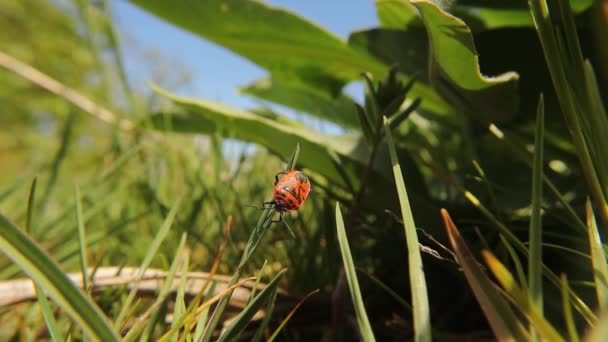 草の上で寝てる虫 赤と黒の縞模様の悪臭バグ 黒い点を持つ赤い虫とも呼ばれます 虫虫虫虫 野生動物野生の自然 — ストック動画