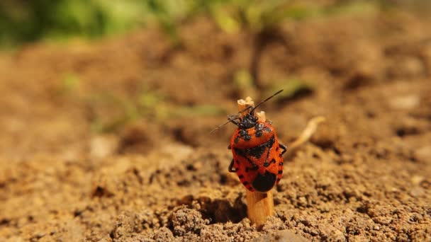 Vuurwants Een Stok Rood Zwart Gestreepte Stinkende Wants Het Wordt — Stockvideo