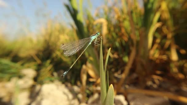 Mavi Kuyruklu Kızböceği Bambu Yaprağının Üzerinde Duruyor Kendini Temizliyor Ayrıca — Stok video