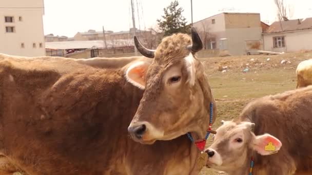 Close Cow Her Calf Countryside Cows Raised Freely Cows Give — Stock Video