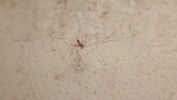 赛勒蜘蛛吃它的猎物 蜘蛛在白色的背景上孤立地移动 蜘蛛网上的蜘蛛网 野生动物昆虫 野生自然 掠食者和猎物 — 图库视频影像