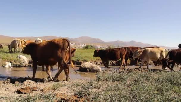 Troupeau Vaches Marchant Dans Une Branche Rivière Ils Refroidissent Par — Video