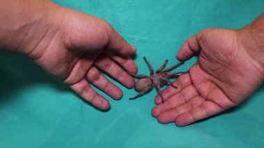 Tarantula, yeşil arka plandaki örümcek. İlk kez yabani tarantula kullanıyordum. Örümceğin dişisine yaklaş. Dişiler 25 yıla kadar yaşayabilir. tarantula dişleri, böcekler, böcekler, böcekler, hayvanlar.