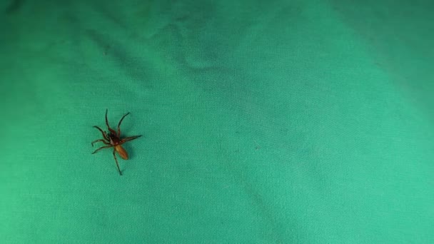 Spinnen Isoliert Spinne Auf Grünem Hintergrund Nahaufnahme Einer Spinne Beim — Stockvideo