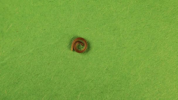 在绿色背景上被隔离的泥石流 千英尺 它的主要防御机制是卷曲成一个紧密的线圈 漂亮的昆虫 千足虫 节肢动物 — 图库视频影像