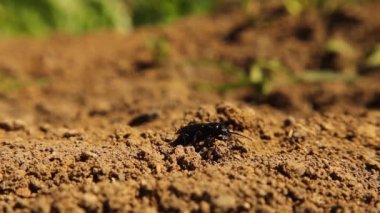 Bahçedeki siyah, koyu renkli böcek, süper solucanlar. Süper solucanın aşamaları, yetişkin. Süper solucanın yaşam döngüsü. Süper solucanlar. Yemek solucanları, yemek solucanları, yemek solucanları. Böcekler, böcekler. hata, hata