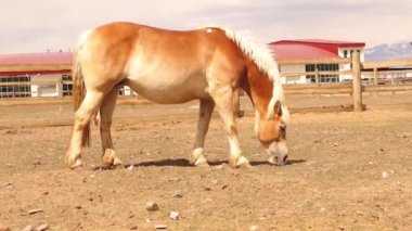 Haflinger. At tarlada özgürce yiyor. Güneşli bir günde çitli bir arazide erkek at. Yalnız at, kestane rengi. Çiftlik hayvanları, atlar. Aşk hayvanı. Güzel hayvanlar. Sevimli hayvan