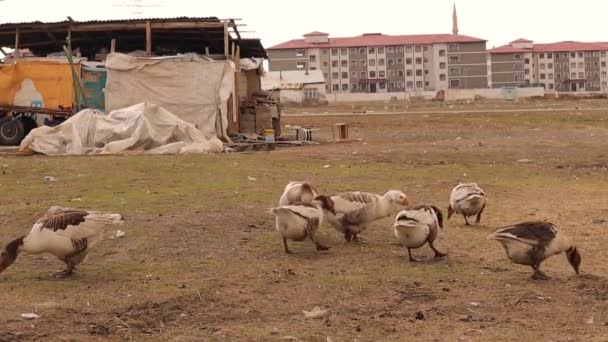 Los Gansos Crían Libremente Campo Gansos Caminando Buscando Comida Aves — Vídeo de stock