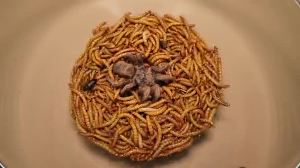 Mehlwürmer Fressen Spinnenkadaver Tote Vogelspinne Lebenszyklus Eines Mehlwurms Larve Und — Stockvideo