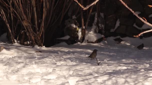 Gorriones Casa Busca Comida Bajo Arbusto Entre Nieve Patio Trasero — Vídeos de Stock