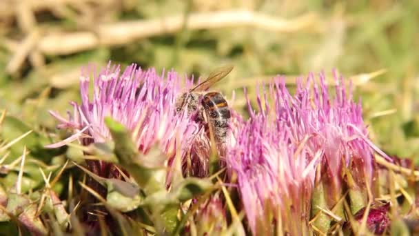 蜜を集めながら花粉に覆われたミツバチ 美しい蜂は バイオレットブッシュの花で蜜を探しています このミツバチは花を受粉させています 政治の美しさ — ストック動画
