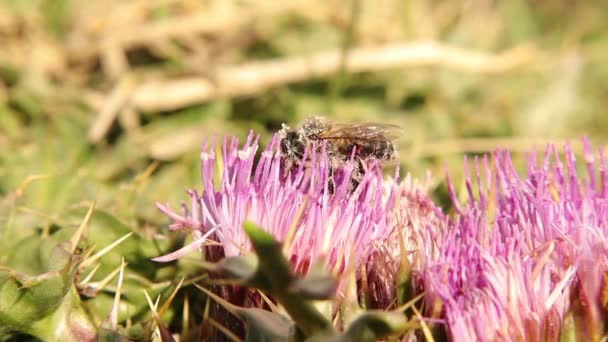 Медова Бджола Вкрита Пилком Під Час Збору Квіткового Нектару Красива — стокове відео