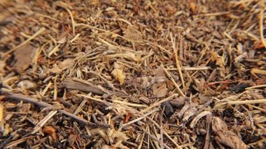 Çekirge çekimin tam ortasında. Doğada inanılmaz bir şekilde kamufle olmuş bir böcek. Schistocerca çekirge cinsi, çekirge sürüsü olarak adlandırılan çekirge cinsidir. Kamuflaj böcekleri