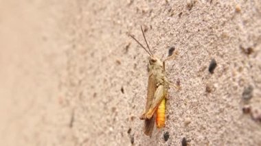 Erkek çekirge bahçenin duvarında şarkı söylüyor. Güzel doğa sesleri. Kuş çekirgesi denen bu küçük çekirge. İnanılmaz bir şekilde kamufle olmuş böcek, böcek. Mikro canavarlar, böcekler, böcekler