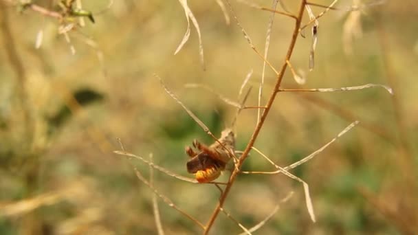 回头看 雄性蚱蜢在乡间歌唱 美丽的大自然的声音 这种小蚱蜢被称为鸟类蚱蜢或 令人惊讶的是 伪装的昆虫 微型怪兽 — 图库视频影像