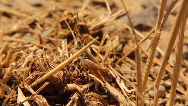 Primeros Planos Saltamontes Cantando Campo Hermosa Naturaleza Suena Este Pequeño — Vídeos de Stock