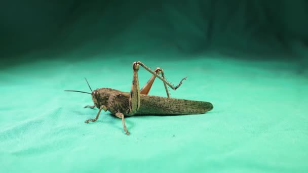 Heuschrecke Auf Grünem Hintergrund Heuschrecke Isoliert Entomologie Grundlegende Insektenmorphologie Insektentarnung — Stockvideo