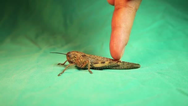 Saltamontes Profesor Biología Explica Las Partes Insectos Cabeza Tórax Abdomen — Vídeos de Stock