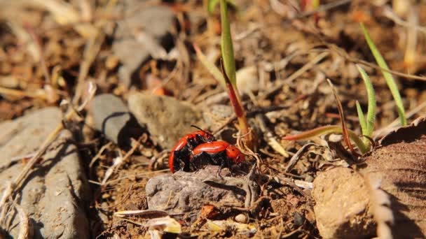 在花园的森林地面上 红色甲虫在交配 昆虫看起来像瓢虫 自然界中的闭塞缺陷 靠近昆虫 野生动物 野生生物 — 图库视频影像