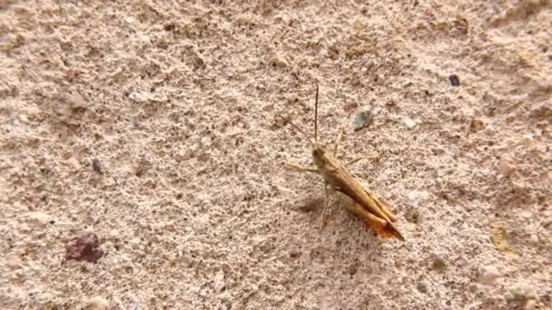 在花园的墙上唱着男蚱蜢的歌 美丽的大自然的声音 这种小蚱蜢被称为鸟类蚱蜢或 令人惊讶的是 伪装的昆虫 微型怪兽 — 图库视频影像