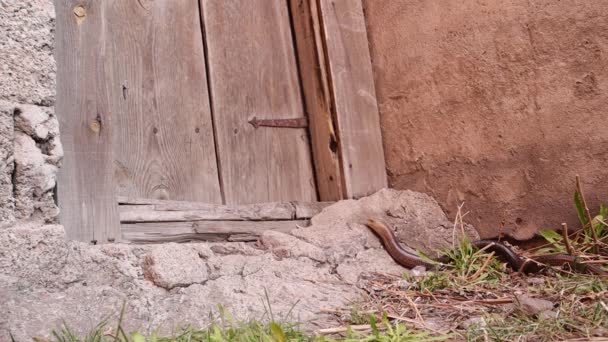 欧洲玻璃蜥蜴进入了一座房子 蜥蜴或蛇 蜥蜴看起来像一条蛇 金丝雀 乡下的动物 无腿蜥蜴 爬行动物 爬行动物 野生动物 — 图库视频影像