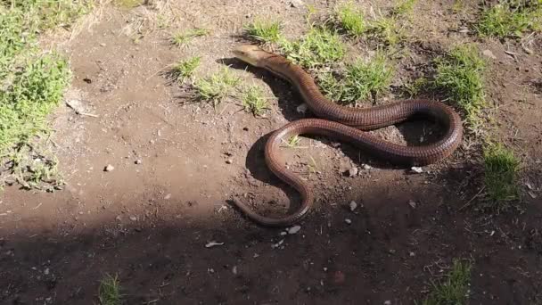 European Glass Lizard Sunbathing Legless Lizard Looks Snake Pseudopus Apodus — Stock Video
