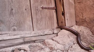 Avrupa cam kertenkelesi eve giriyor. Kertenkele ya da yılan. Kertenkele bir yılana (Pseudopus apodus) benzer. Kırsal kesimde bir hayvan. Bacaksız kertenkele, sürüngen, sürüngen, hayvan, vahşi yaşam, orman, orman