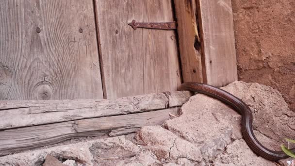 Lagarto Vidro Europeu Entrando Uma Casa Lagarto Cobra Lagarto Parece — Vídeo de Stock