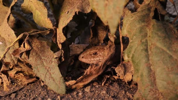 Змея Ящерица Европейская Стеклянная Ящерица Прячется Среди Листьев Называют Sheltopusik — стоковое видео