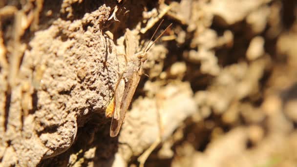 Kamouflerad Gräshoppa Stående Trädgårdsväggen Insekter Schistocerca Ett Släkte Gräshoppor Vanligen — Stockvideo