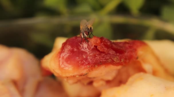 ハウスフライ ムスカ ドメスティカ は新鮮な肉から食べ物を吸い より大きなフライがその場所からそれを追放するために来る このカラフルなハエは緑のボトルフライ Lucilia Sericata と呼ばれます マクロフライのプロボシス — ストック動画