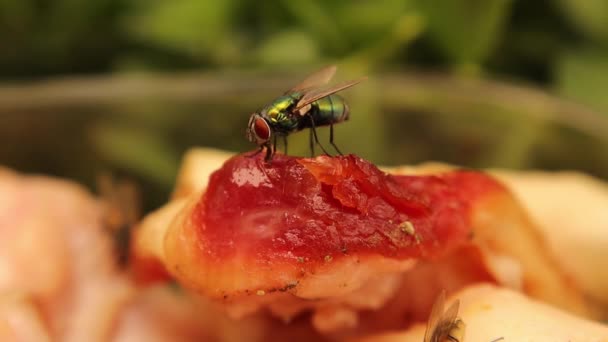 新鮮な肉に一般的な緑のボトルフライ Lucilia Sericata ハエのプロボシス 昆虫の口 を閉じるマクロのハエのバグは その食べ物を吸う 野生動物野生自然 — ストック動画