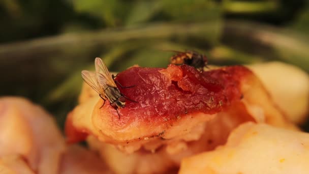 マクロ ハウスフライ ムスカ ドメスティカ は新鮮な肉から食べ物を吸います 家のハエの問題 昆虫の口 の閉鎖ハエ 虫虫虫虫虫 野生動物 — ストック動画