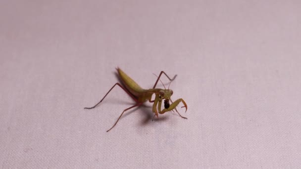 Mantis Religiosa Está Comiendo Limpia Sola Primer Plano Mantis Religiosa — Vídeos de Stock