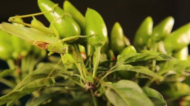 Erkek katydid dişiyi cezbetmek ve bölgesini işaretlemek için şarkı söyler, ama başka bir erkek rakibinin gelişine şaşırmıştır. Sonunda birbirlerine tekme atarlar ve saldırgan geri çekilir.