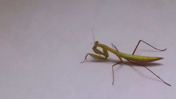 Louva Deus Close Louva Deus Isolado Fundo Branco Mantis Close — Vídeo de Stock