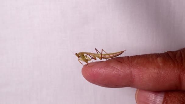 祈祷的螳螂正在用手指清洁自己 在白色的背景上接近祈祷的螳螂 特写镜头螳螂 猎杀动物 野生动物 野生生物 — 图库视频影像