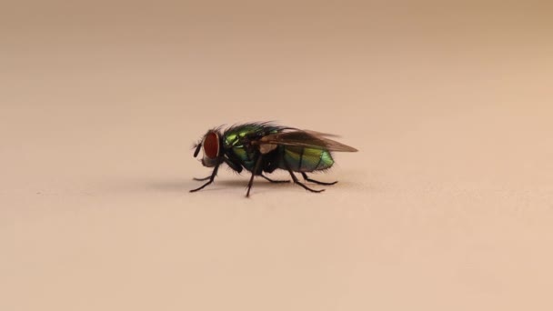 Mosca Botella Verde Común Lucilia Sericata Mosca Verde Aislada Sobre — Vídeos de Stock