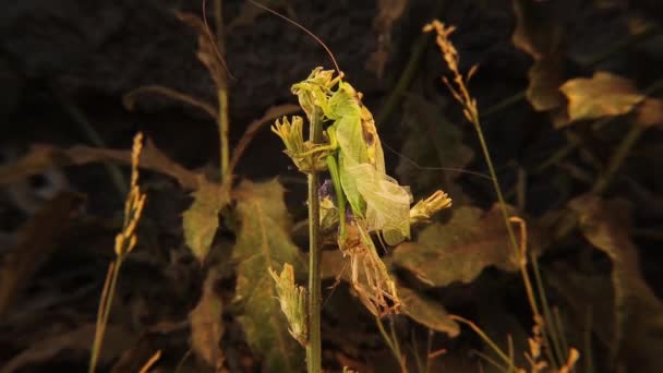 Erkek Yeşil Katydid Deri Değiştiriyor Katydid Yaprakların Üzerinde Yaptığı Kamuflaj — Stok video