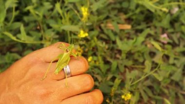 Erkek bir katydid tutan egzotik veteriner. Bir yaprağa benziyor (zararsız). Vahşi yaşam veterineri. Biyolog. Böceklerle uğraşmak. Veterinerlik. Hayvan, hayvan. yeşil böcek, böcekler. Böcekler. Vahşi doğa