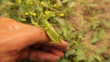 Erkek bir katydid tutan egzotik veteriner. Bir yaprağa benziyor (zararsız). Vahşi yaşam veterineri. Biyolog. Böceklerle uğraşmak. Veterinerlik. Hayvan, hayvan. yeşil böcek, böcekler. Böcekler. Vahşi doğa