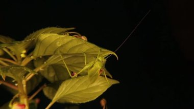 Kamuflajlı erkek katydid yaprağın üzerinde. Yaprağa benzeyen bu yeşil böceklere gerçek katydit denir. Bu muhteşem yeşil böceğe o kadar kapalıydık ki antenin hareket ettiğini gözlemledik. Vahşi doğa.
