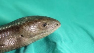 Avrupa cam kertenkelesi yeşil arka planda izole edilmiş. Bacaksız kertenkele yılana (Pseudopus apodus) benzer. Egzotik veteriner, vahşi yaşam veterineri. Veteriner tıbbı. Sürüngenler, sürüngenler, vahşi hayvanlar.