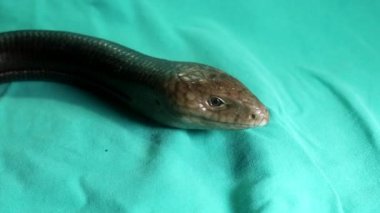 Avrupa cam kertenkelesi yeşil arka planda izole edilmiş. Bacaksız kertenkele yılana (Pseudopus apodus) benzer. Egzotik veteriner, vahşi yaşam veterineri. Veteriner tıbbı. Sürüngenler, sürüngenler, vahşi hayvanlar.
