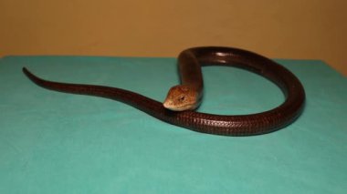 Veteriner kliniğindeki muayene masasında Avrupa cam kertenkele. Bacaksız kertenkele yılana benziyor. Zehirli olmayan sürüngen, zararsız. Egzotik veteriner, vahşi yaşam veterineri. Veteriner. Sürüngenler, sürüngenler