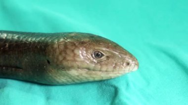 Avrupa cam kertenkelesi yeşil arka planda izole edilmiş. Bacaksız kertenkele yılana (Pseudopus apodus) benzer. Egzotik veteriner, vahşi yaşam veterineri. Veteriner tıbbı. Sürüngenler, sürüngenler, vahşi hayvanlar.
