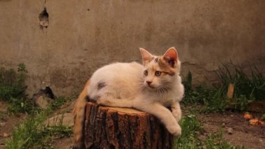 Gündüz vakti bahçe ışıklarında tahta bir kütükte oturan kedi yavrusu. Baharın başında güneşin tadını çıkaran evsiz bir kedi yavrusu. Beyaz benekli kediyi rahatlatan 2,5 aylık bir kedi. Evcil hayvanlar. Kediler, kedicikler