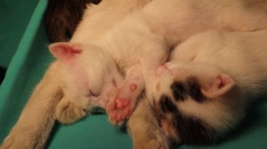 Beyaz kedi uyuyor ve rüya görüyor olabilir. Uyurken geri dönüşü olmayan hareketleri fark ettiği yer. Yavru kediler annesinin kucağında uyur. Hayvanlar, hayvanlar. Evcil hayvanlar, tatlım. Kedi rüyası