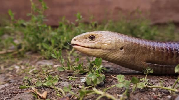 Lagarto Vidrio Europeo Naturaleza Lagarto Sin Patas Parece Una Serpiente — Vídeos de Stock